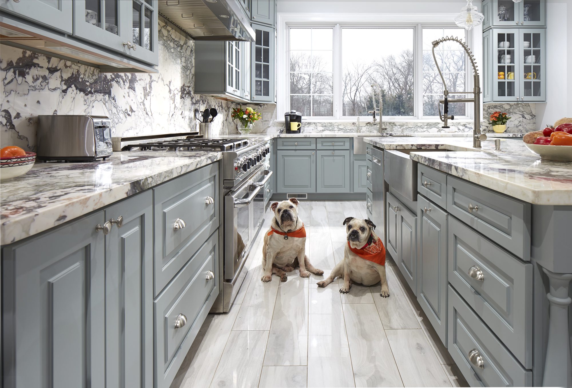 kitchen dogs